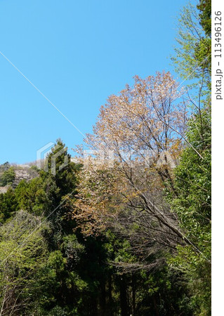 青空を背景に山桜の花が咲き誇る高峯平沢林道の風景 青空を背景に山桜の花が咲き誇る高峯平沢林道の風景 113496126