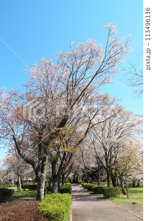 青空を背景に山桜の花が咲き誇る磯部桜川公園桜まつりの風景 113496136