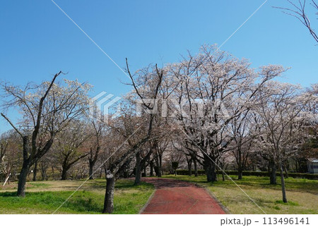 青空を背景に山桜の花が咲き誇る磯部桜川公園桜まつりの風景 青空を背景に山桜の花が咲き誇る磯部桜川公園桜まつりの風景 113496141