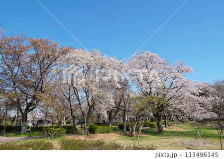 青空を背景に山桜の花が咲き誇る磯部桜川公園桜まつりの風景 青空を背景に山桜の花が咲き誇る磯部桜川公園桜まつりの風景 113496145