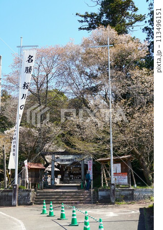 青空を背景に山桜の花が咲き誇る櫻川磯部稲村神社境内桜まつりの風景 113496151