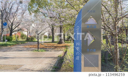 【千葉県千葉市】おゆみ野・四季の道　春の道 113496259