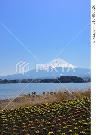 大石公園からの富士山 113496326