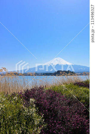 大石公園からの富士山 113496327