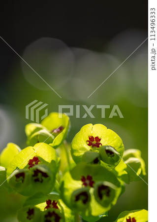 満開のユーフォルビアの花 113496333