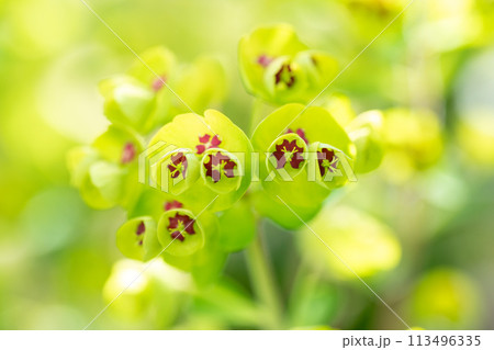 満開のユーフォルビアの花 満開のユーフォルビアの花 113496335