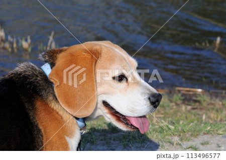 散歩中に川を眺めるビーグル犬 散歩中に川を眺めるビーグル犬 113496577