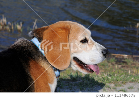 散歩中に川を眺めるビーグル犬 113496578