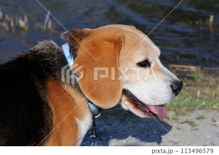 散歩中に川を眺めるビーグル犬 散歩中に川を眺めるビーグル犬 113496579