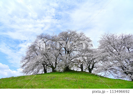 小高い山に咲く桜 小高い山に咲く桜 113496692