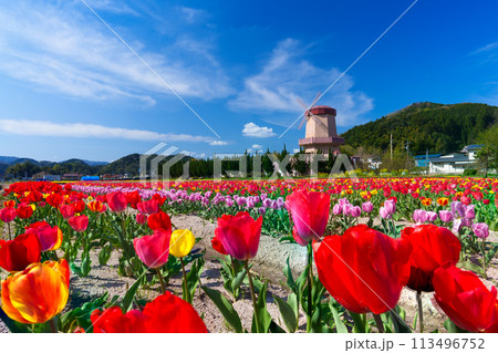風車とチューリップ畑 113496752
