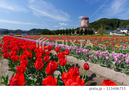 風車とチューリップ畑 113496755