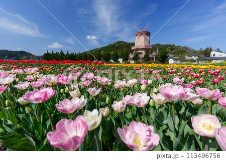 風車とチューリップ畑 風車とチューリップ畑 113496756