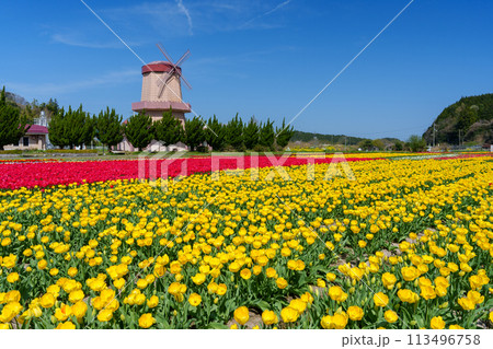 風車とチューリップ畑 風車とチューリップ畑 113496758