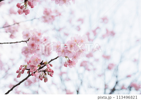 桜の花びらが咲き誇る季節 113496821