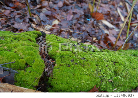 森の中の苔 113496937