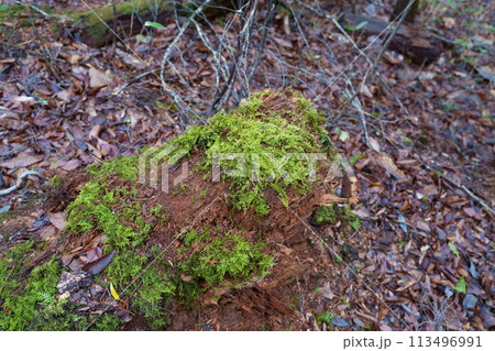 森の中の苔 113496991