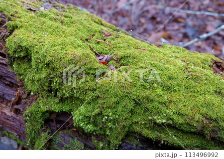 森の中の苔 113496992