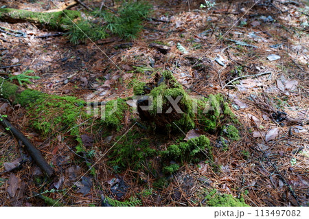 森の中の苔 113497082