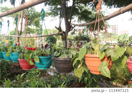 Heartleaf philodendron Plant on hanging pot in farm 113497125