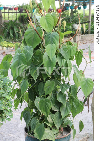 Heartleaf philodendron Plant on pot in farm 113497126