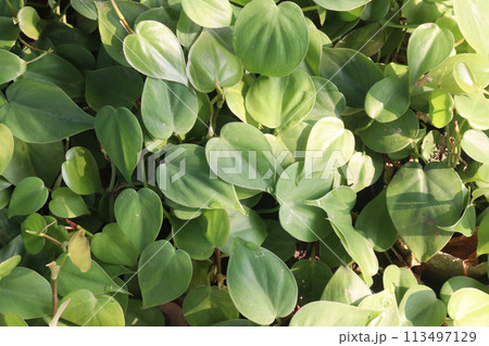Heartleaf philodendron Plant on farm 113497129