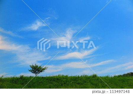 青い空、白い雲、緑の木、生い茂る草の丘の風景16 113497148