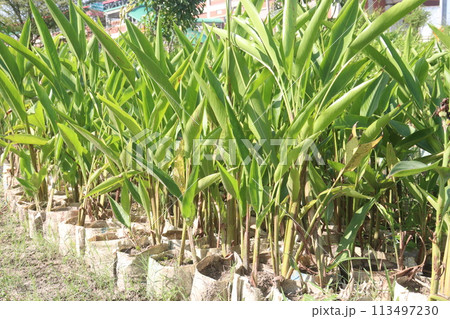 Heliconia Psittacorum flower plant on farm Heliconia Psittacorum flower plant on farm 113497230
