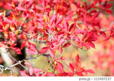 鮮やか色づくドウダンツツジの葉 113497237