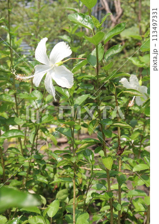 White Hibiscus flower on tree in farm White Hibiscus flower on tree in farm 113497331