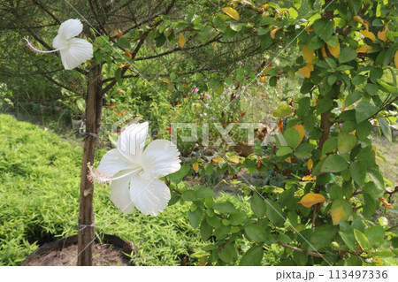 White Hibiscus flower on tree in farm White Hibiscus flower on tree in farm 113497336