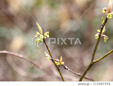 クロモジの花 クロモジの花 113497354