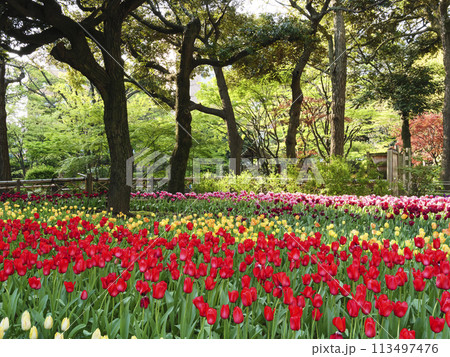 横浜公園のチューリップと日本庭園の春 113497476