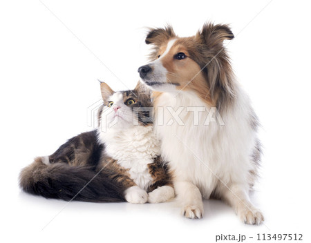 shetland dog ans maine coon cat 113497512