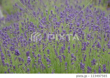 The lavender garden / ラベンダー畑~咲き始め, 早朝 The lavender garden / ラベンダー畑~咲き始め, 早朝 113497565