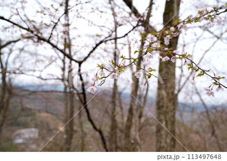 豆ザクラの花 113497648