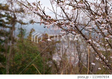 豆ザクラの花 豆ザクラの花 113497654