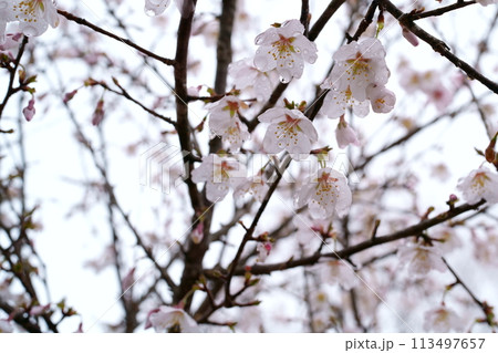 豆ザクラの花 豆ザクラの花 113497657