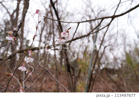豆ザクラの花 113497677