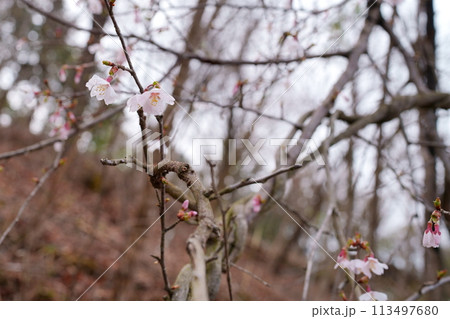 豆ザクラの花 113497680