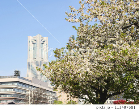 満開の桜とランドマークタワー 113497681