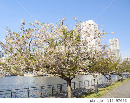 満開の桜とランドマークタワー 113497688