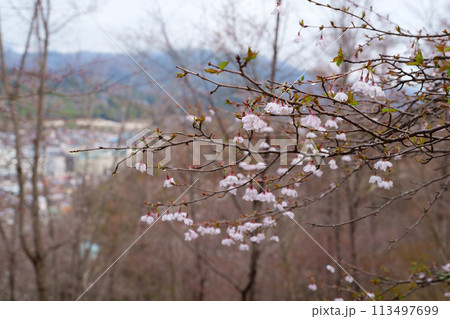 豆ザクラの花 豆ザクラの花 113497699