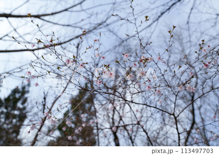 豆ザクラの花 113497703