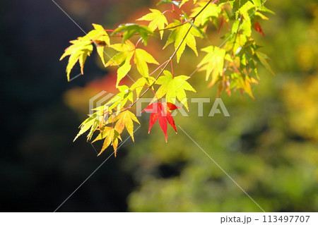 鮮やか色づくイロハモミジの葉 113497707