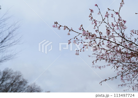 豆ザクラの花 豆ザクラの花 113497724