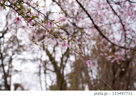 豆ザクラの花 113497731