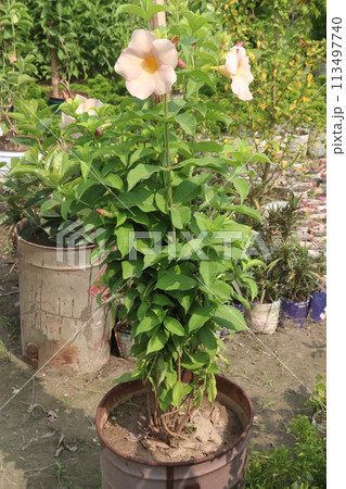 pink hibiscus flower on tree in farm 113497740