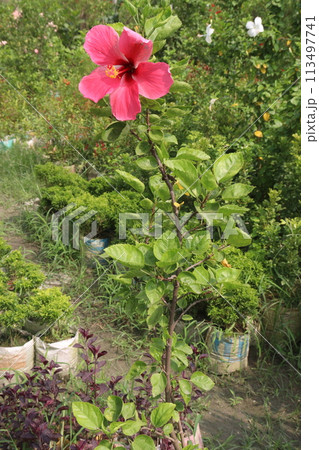 pink hibiscus flower on tree in farm 113497741