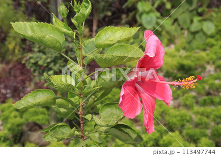 pink hibiscus flower on tree in farm 113497744